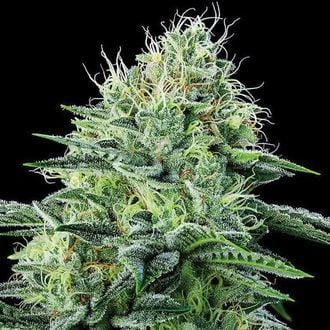 Strawberry Banana Auto (Anesia Seeds) Femminizzata