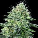 Strawberry Banana Auto (Anesia Seeds) Femminizzata