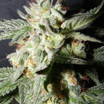 Confidencial Medicine (The Kush Brothers) feminized