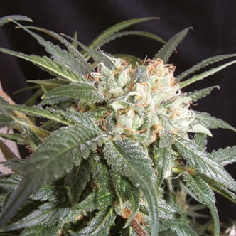 Malibu (The Kush Brothers) feminized