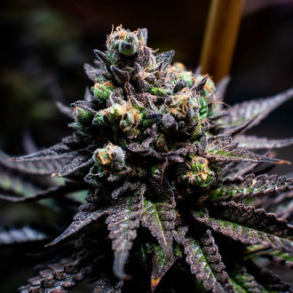 Watermelon Candy (Zamnesia Seeds) femminizzata