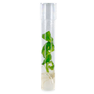 Talee di Salvia Divinorum