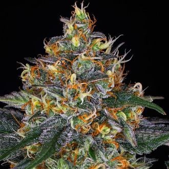 Moby Dick Auto (Barney's Farm) femminizzata