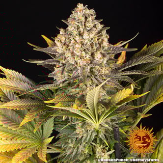 Banana Punch (Barney's Farm) femminizzata