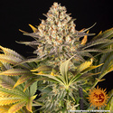 Banana Punch (Barney's Farm) femminizzata