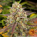 Amnesia Haze Auto (Barney's Farm) femminizzata