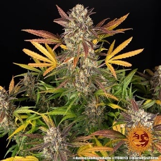 Amnesia Haze Auto (Barney's Farm) femminizzata