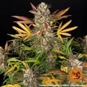 Amnesia Haze Auto (Barney's Farm) femminizzata