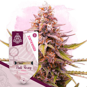 Pink Rozay (Zamnesia Seeds) femminizzata