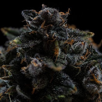 Pink Rozay (Zamnesia Seeds) femminizzata