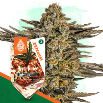 Apple Fritter (Zamnesia Seeds) femminizzata