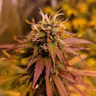 Apple Fritter Auto (Zamnesia Seeds) femminizzata