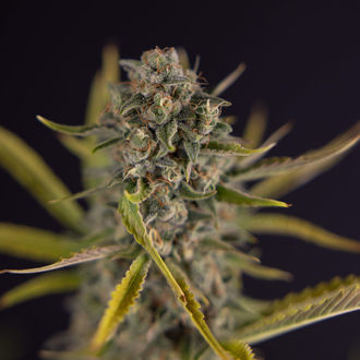 Apple Fritter Auto (Zamnesia Seeds) femminizzata