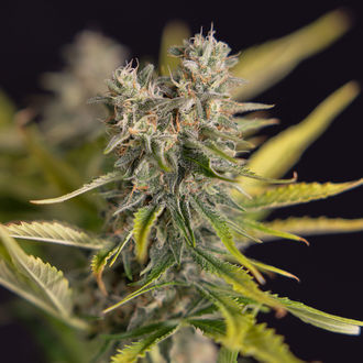 Apple Fritter Auto (Zamnesia Seeds) femminizzata