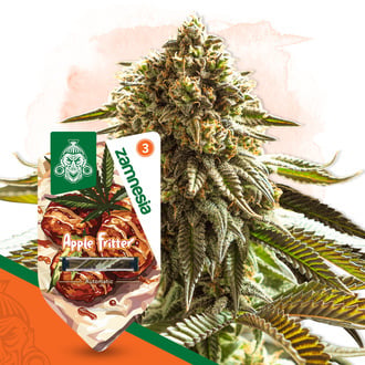 Apple Fritter Auto (Zamnesia Seeds) femminizzata