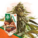 Apple Fritter Auto (Zamnesia Seeds) femminizzata