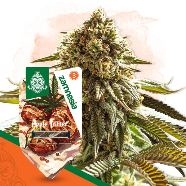Apple Fritter Auto (Zamnesia Seeds) femminizzata