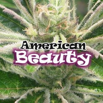 American Beauty (Dr. Underground) feminized