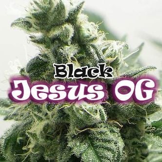 Black Jesus OG (Dr. Underground) feminized