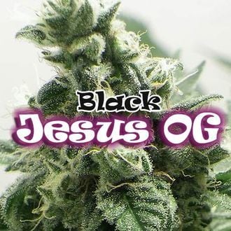 Black Jesus OG (Dr Underground) femminizzata