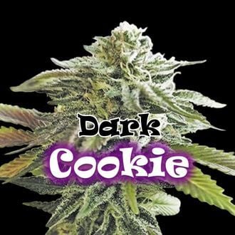 Dark Cookie (Dr. Underground) femminizzata