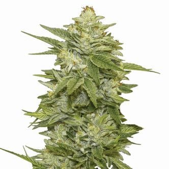 GG-48 (Nirvana Seeds) Femminizzata