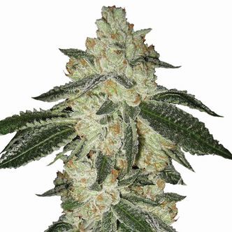 Aurora Indica Autoflower (Nirvana) Femminizzata