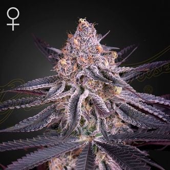 King's Juice (Greenhouse Seeds) Femminizzata