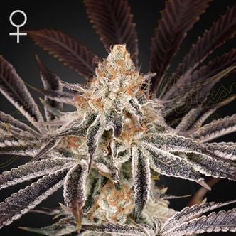 Dark Phoenix (Greenhouse Seeds) femminizzata