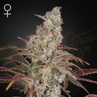 Jack's Dream (Greenhouse Seeds) femminizzata