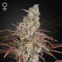 Jack's Dream (Greenhouse Seeds) femminizzata