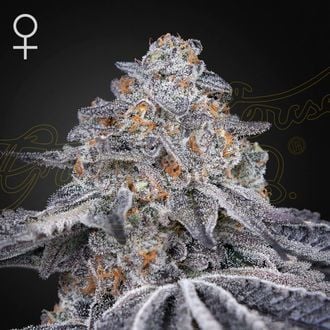 Velvet Moon (Greenhouse Seeds) femminizzata