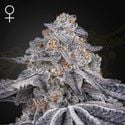 Velvet Moon (Greenhouse Seeds) femminizzata