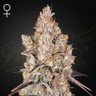 Holy Snow (Greenhouse Seeds) femminizzata