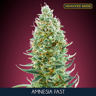 Amnesia Fast (Advanced Seeds) femminizzata