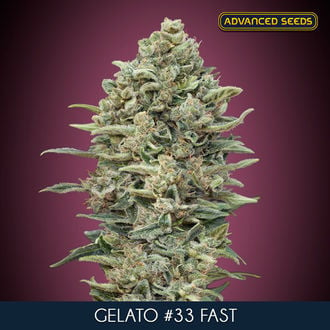 Gelato 33 Fast (Advanced Seeds) Femminizzata