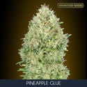 Pineapple Glue (Advanced Seeds) Femminizzata
