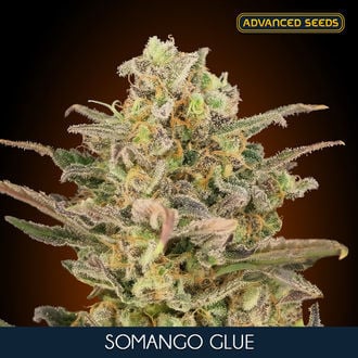 Somango Glue (Advanced Seeds) Femminizzata