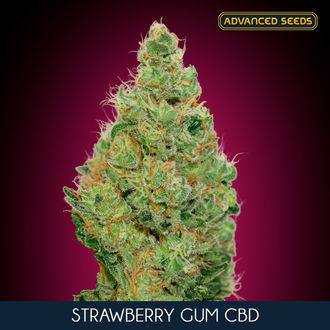 Strawberry Gum CBD (Advanced Seeds) femminizzata