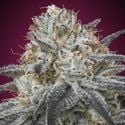 Auto Slurricane (Advanced Seeds) femminizzata