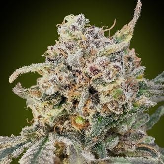 Auto Somango Glue (Advanced Seeds) femminizzata