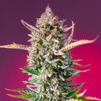 Gorilla Sherbet - F1 Fast Version (Sweet Seeds) femminizzata