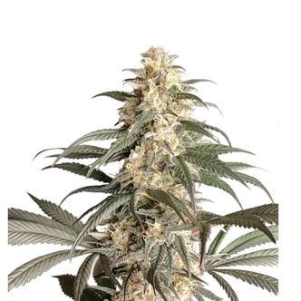 Black Lebanon (Super Sativa Seed Club) femminizzata