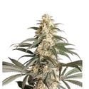 Black Lebanon (Super Sativa Seed Club) femminizzata