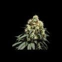 Bruce Lemon Diesel (Super Sativa Seed Club) femminizzata