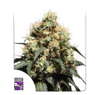 Bruce Lemon Diesel (Super Sativa Seed Club) femminizzata