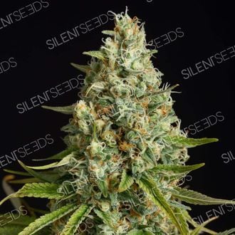 Amnesia Lemon (Silent Seeds) femminizzata