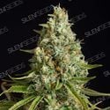 Amnesia Lemon (Silent Seeds) femminizzata