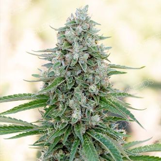 Critical Mango (Silent Seeds) femminizzata