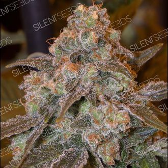 Gorilla Frost (Silent Seeds) femminizzata